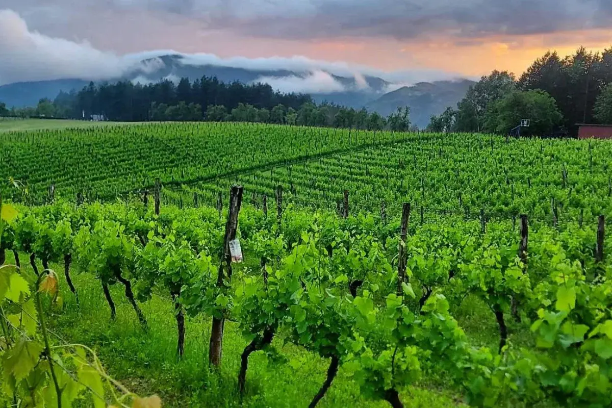 Vinarija Jungić