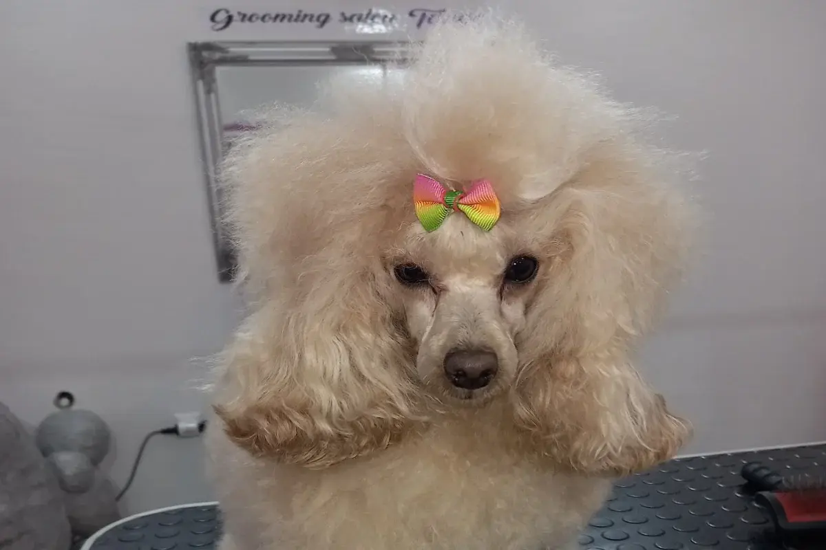 Grooming salon Tango
