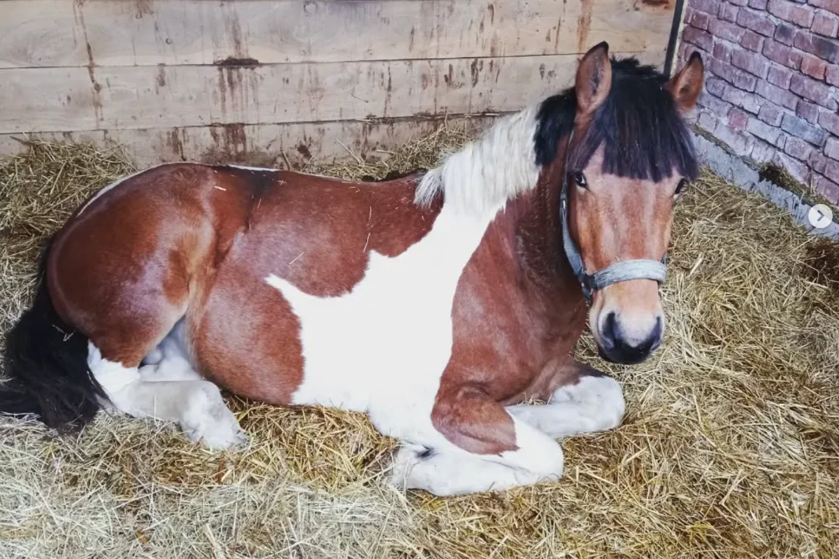 Konjički klub Kentaur