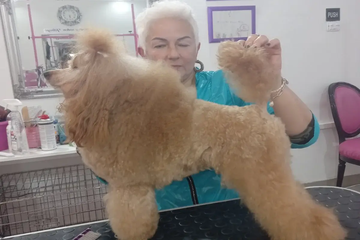 Grooming salon Tango