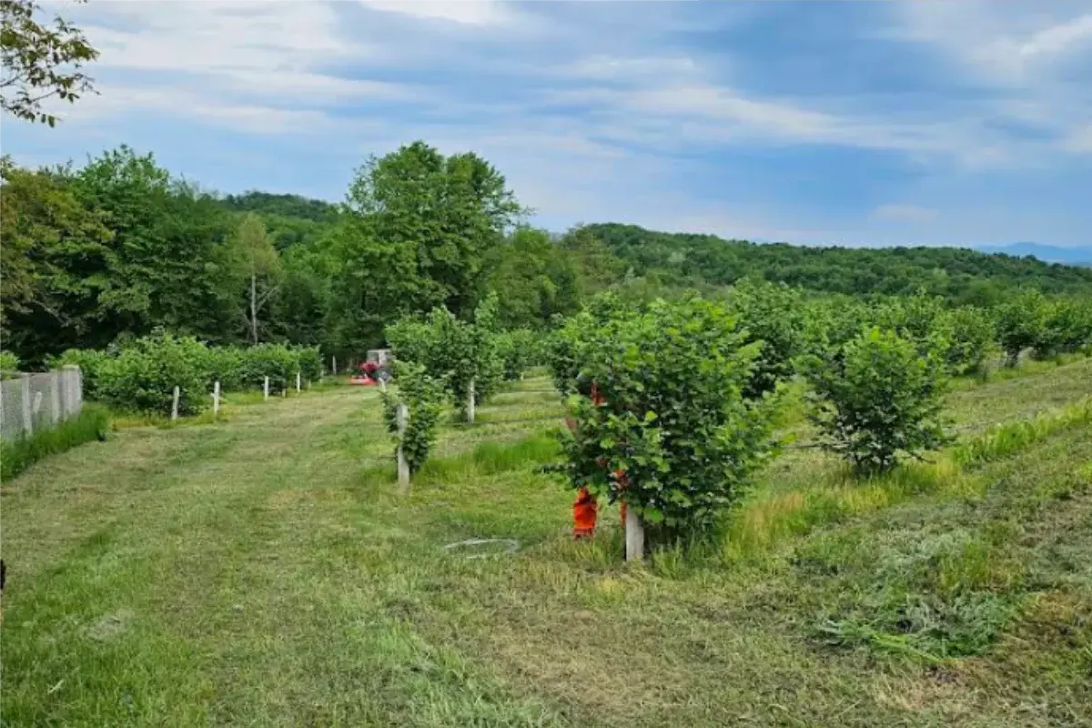 Zlatni lješnik - Plantaže Janjetović