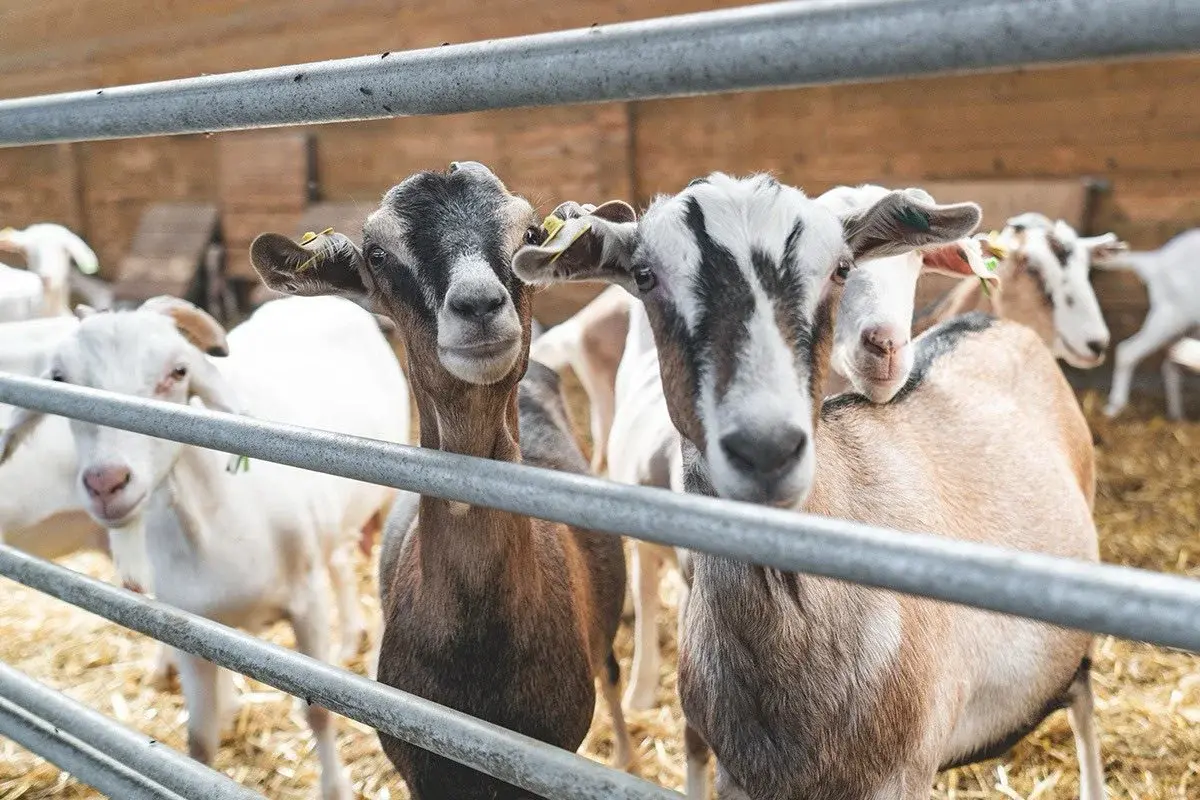 Nana Kaas - Farma koza