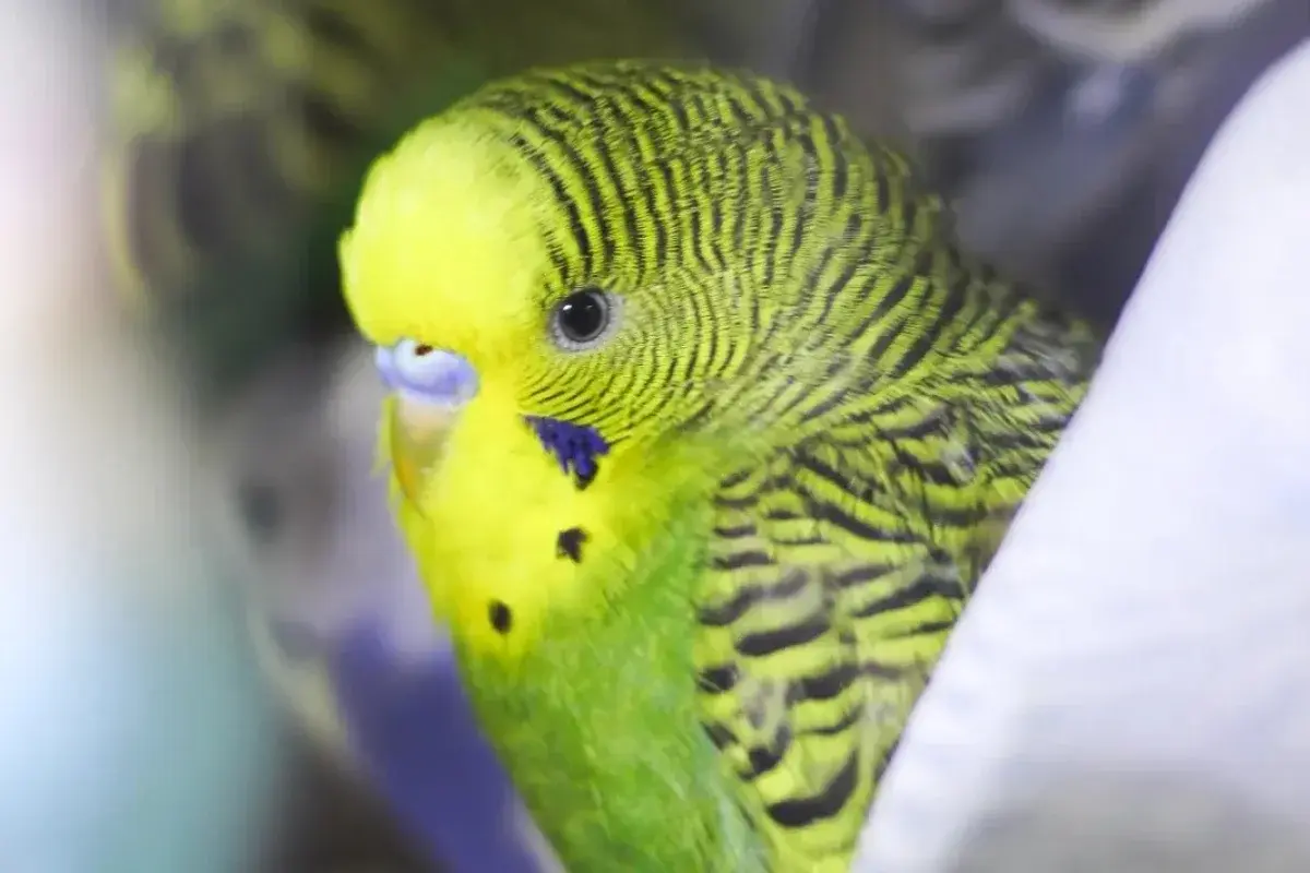 Pet Shop Draganić 